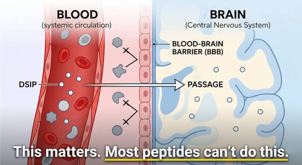 Diagram showing DSIP (Delta Sleep-Inducing Peptide) molecules successfully passing through the blood-brain barrier from systemic circulation into the central nervous system.